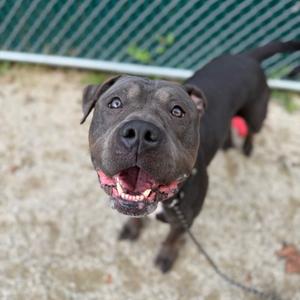Bluey, Bulldog, American, adult, available for adoption