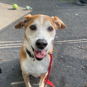 A happy brown and white dog with floppy ears, wearing a red collar and leash, standing on a paved surface with a tennis ball in the background.