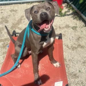 "Gumbo", Terrier, American Pit Bull, adult, available for adoption