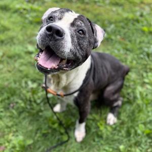 "Keller", Terrier, American Pit Bull, senior, available for adoption
