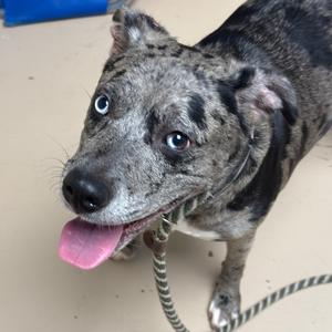 Stormi, Catahoula Leopard Dog, adult, available for adoption
