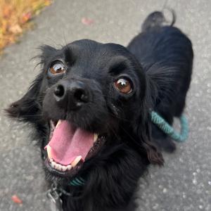 DEAN, Spaniel, senior, available for adoption