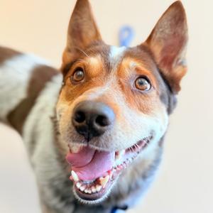 A close-up of a happy dog with a brown and white coat, its tongue out and eyes wide open, looking directly at the camera.