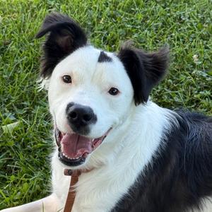 Safiyya FKA "PANDA", Collie, Border, adult, available for adoption