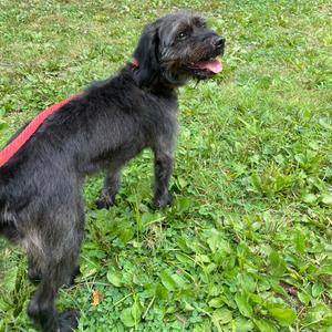"Astro", Terrier, adult, available for adoption