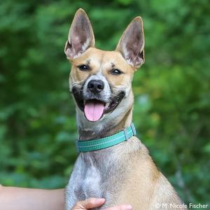 Fiesta, Kelpie, Australian, adult, available for adoption