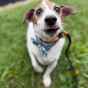 Jake, Terrier, Jack Russell, senior, available for adoption
