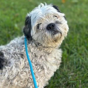 "Wasabi", Shih Tzu, adult, available for adoption