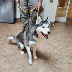 A husky dog sitting on a tiled floor, wearing a red collar and being held by a person with a yellow leash.