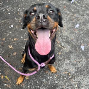 A Rottweiler dog with a black and tan coat, wearing a pink leash, sitting on a paved surface with its tongue out and looking up.