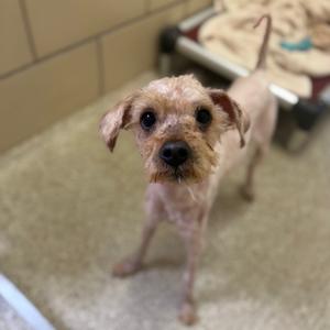 A small, wet dog with floppy ears and a light brown coat stands on a carpeted floor, looking up at the camera.