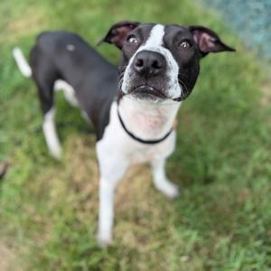 A black and white dog standing on grass, looking up at the camera.