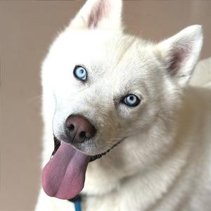 A white dog with blue eyes and a pink tongue sticking out.