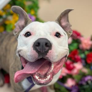 "Princess Poppy", Terrier, American Staffordshire, adult, available for adoption