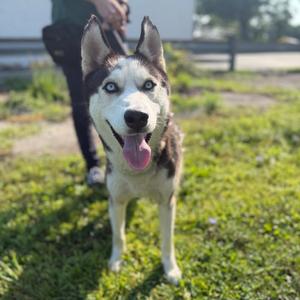 "Frankie", Husky, adult, available for adoption