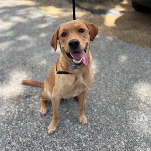 A happy brown dog sitting on a paved surface, looking up with its tongue out.