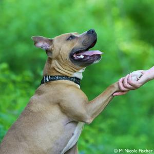 "Jackson", Terrier, American Pit Bull, adult, available for adoption