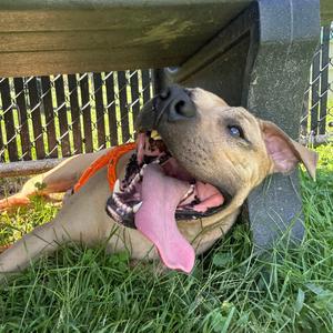 Hammy, Terrier, American Pit Bull, adult, available for adoption
