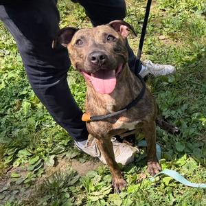 "DUMPLING", Terrier, American Pit Bull, adult, available for adoption