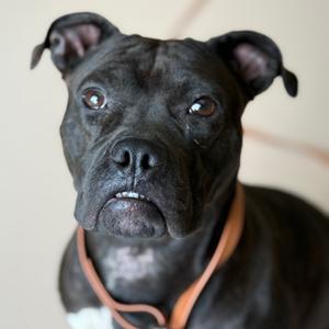 Bentley, Terrier, American Pit Bull, adult, available for adoption