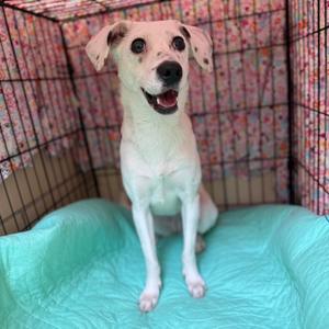 "Whisper", Terrier, adult, available for adoption
