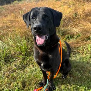 Oden, Retriever, Black Labrador, adult, available for adoption