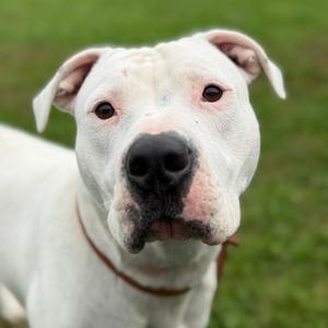 Ludo, Terrier, American Pit Bull, adult, available for adoption