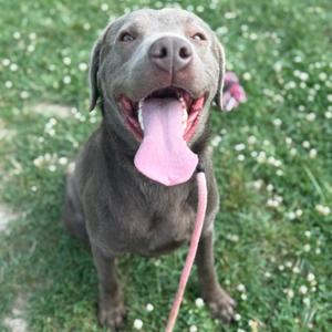 A happy gray dog with its tongue out, sitting on a grassy field with white flowers.