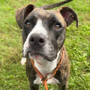 Suzie, Terrier, American Staffordshire, adult, available for adoption