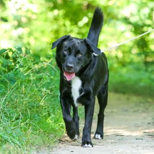 "Elwood", Retriever, Labrador, adult, available for adoption