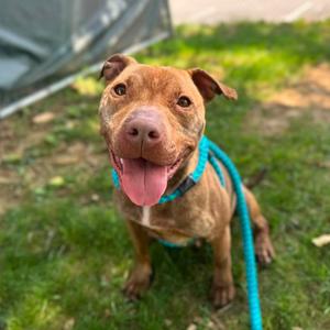 "Viola", Terrier, Staffordshire Bull, adult, available for adoption