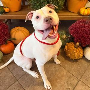 Prince, Terrier, Pit Bull, adult, available for adoption