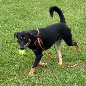 Enzo, Coonhound, adult, available for adoption