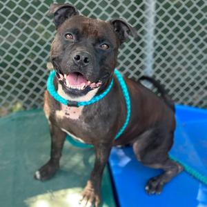 Auria, Terrier, Staffordshire Bull, adult, available for adoption