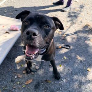 "Copper", Terrier, Pit Bull, adult, available for adoption