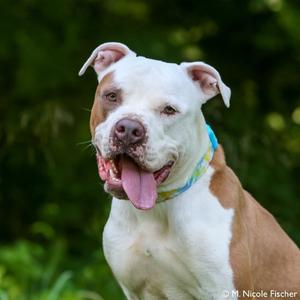 "McFly", Terrier, Staffordshire Bull, adult, available for adoption