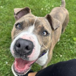 Ginny, Mixed Breed, young, available for adoption