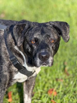 Jewelz, Labrador Retriever, adult, available for adoption