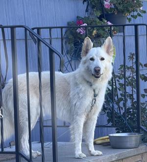 Bixby, German Shepherd Dog, adult, available for adoption