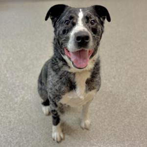 A black and white dog with a happy expression, sitting on a carpeted floor.