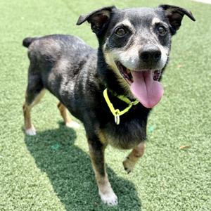 Buddy, Jack Russell Terrier / Miniature Pinscher, senior, available for adoption