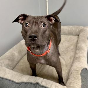 BeeBee, American Staffordshire Terrier, adult, available for adoption