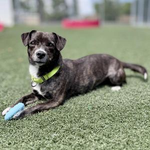 A brindle dog with a green collar lying on artificial grass, holding a blue toy in its mouth.