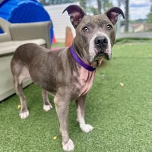 A grey pit bull mix dog with a purple collar standing on artificial turf.