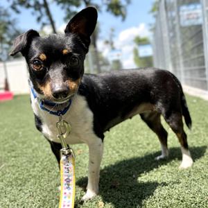 Bayla, Terrier / Dachshund, adult, available for adoption