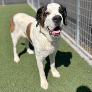 Minnie, Saint Bernard, senior, available for adoption