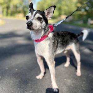 Lucas, Rat Terrier / Chihuahua, senior, available for adoption