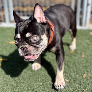 Luna, French Bulldog, adult, available for adoption