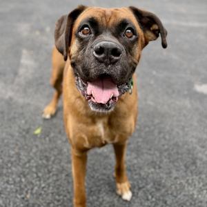 Sewanee, Boxer, adult, available for adoption