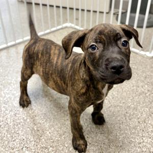 Sneezy, Mastiff / Pit Bull Terrier, puppy, available for adoption